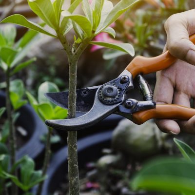 Guide To Prune Trees And Boost Growth