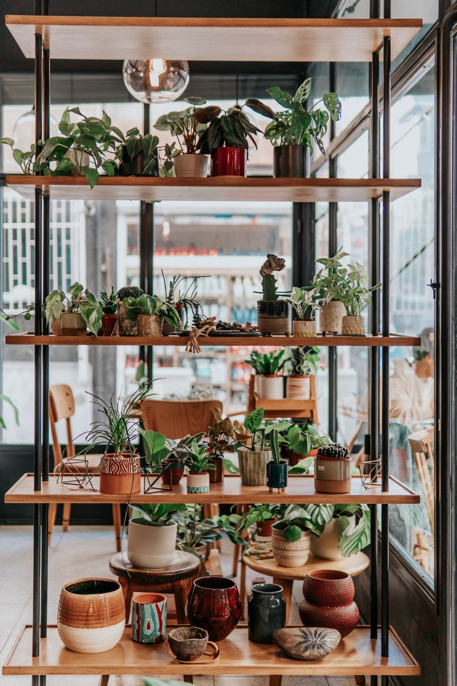 indoor plants