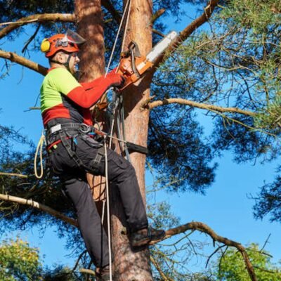 Shining A Light On The Tree Surgeons In Woodbridge