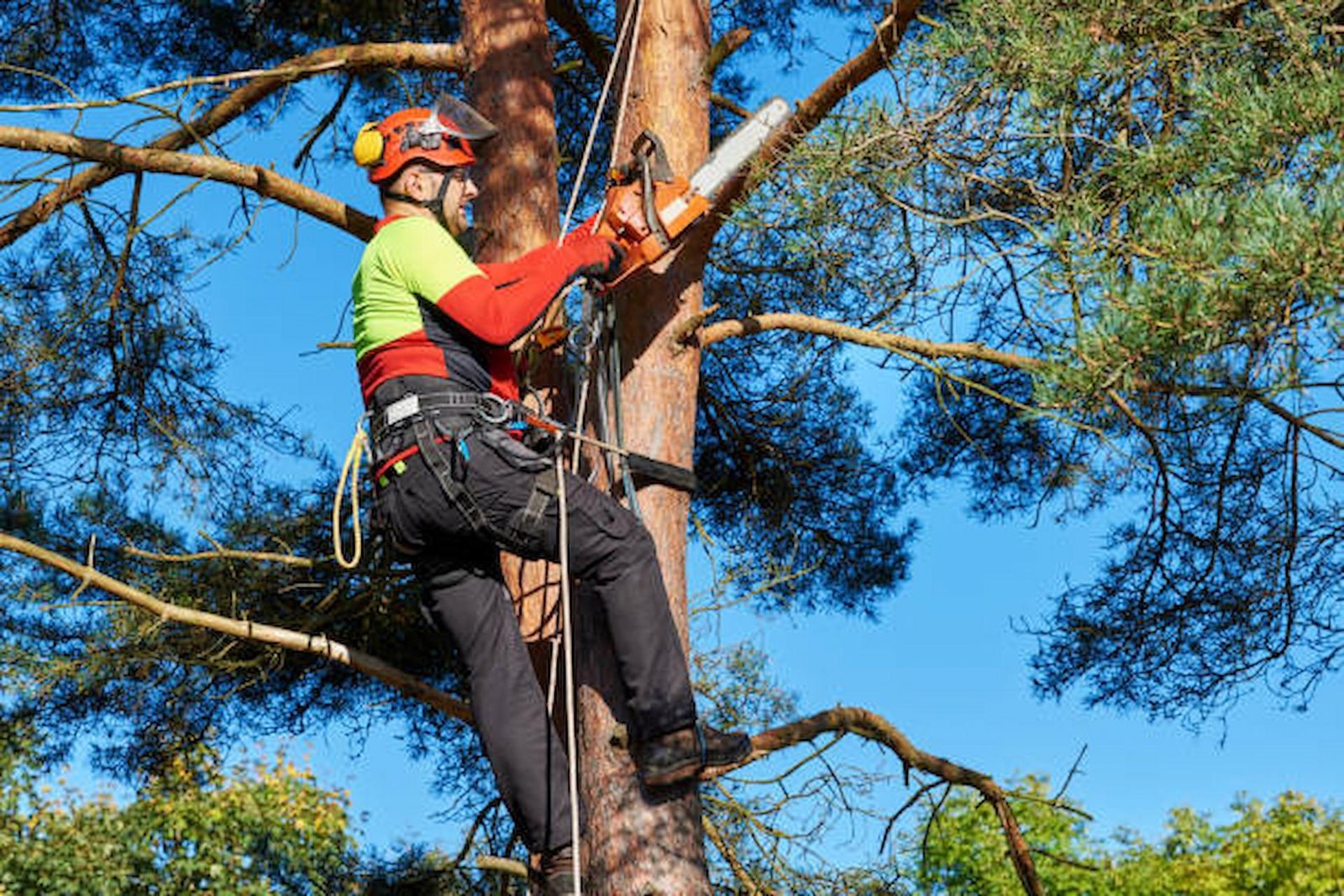 tree surgeons